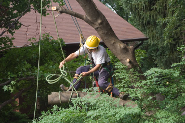 Best Tree Disease Treatment  in Goulding, FL